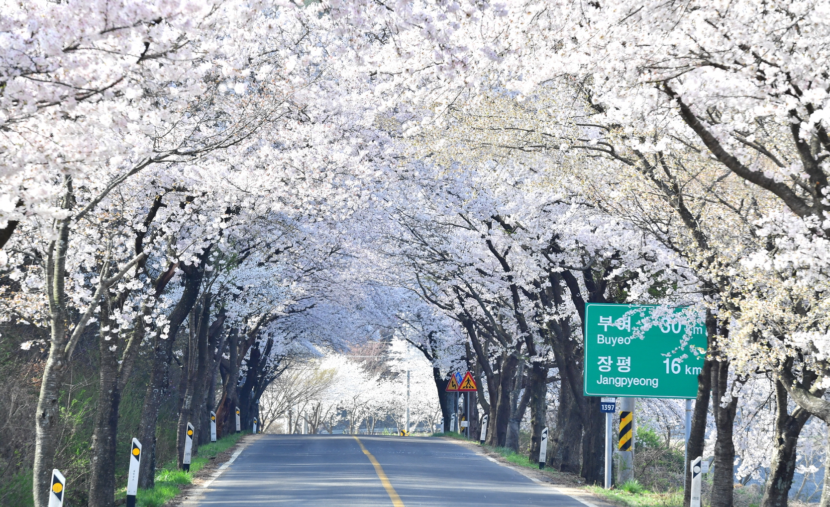 3. (5)청양 벚꽃길, 이번 주말 만개 예상(장곡사 벚꽃길)