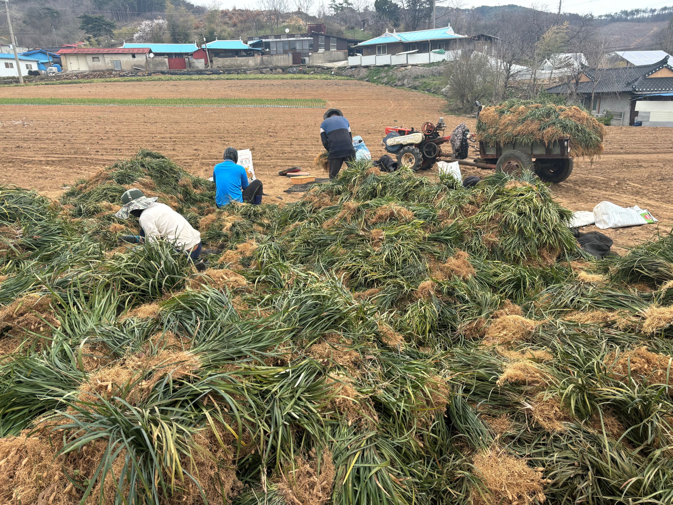 5. 청양군 전국 최대 생산지 맥문동 수확 한창(1)