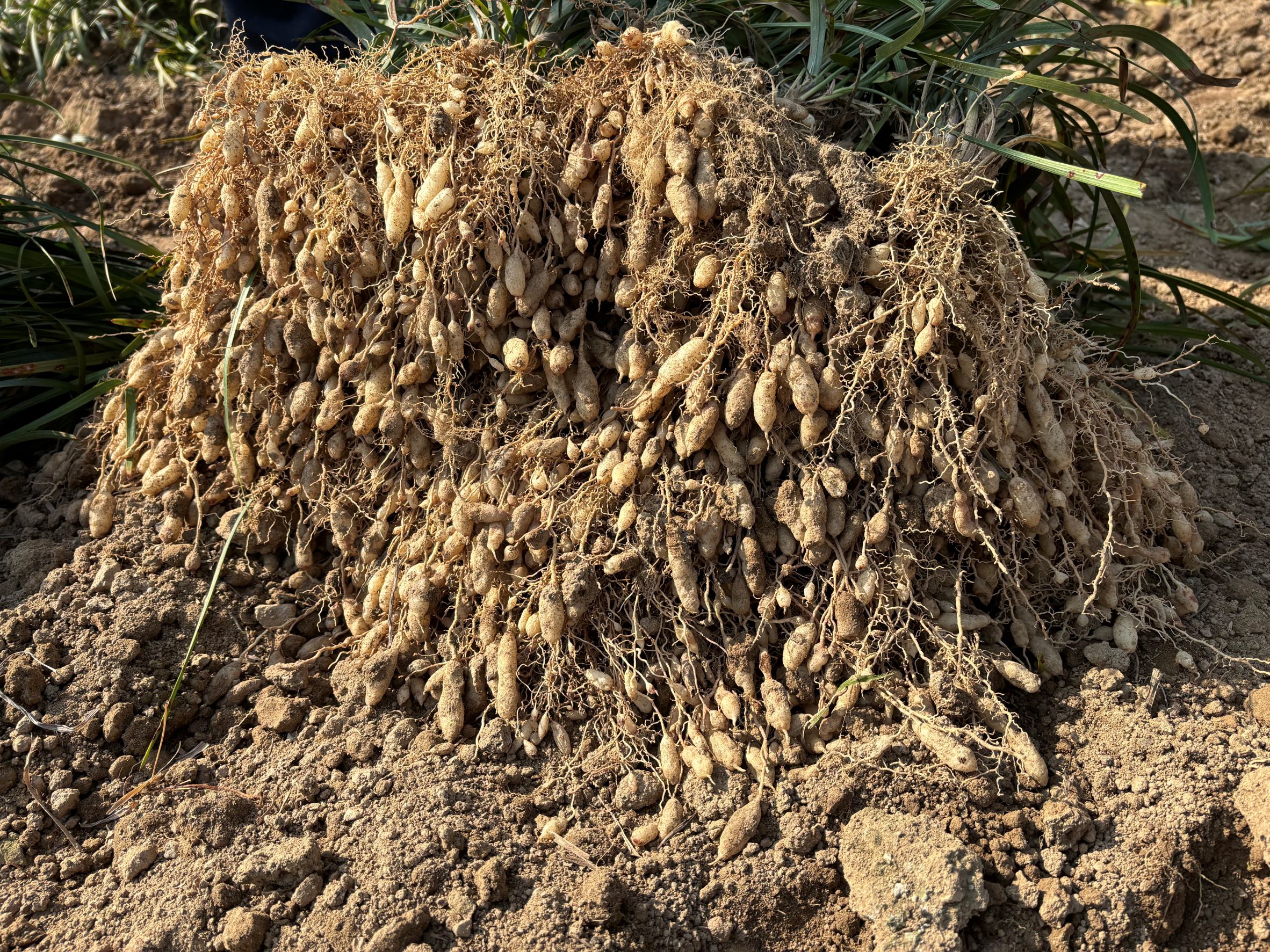 5. 청양군 전국 최대 생산지 맥문동 수확 한창(2)
