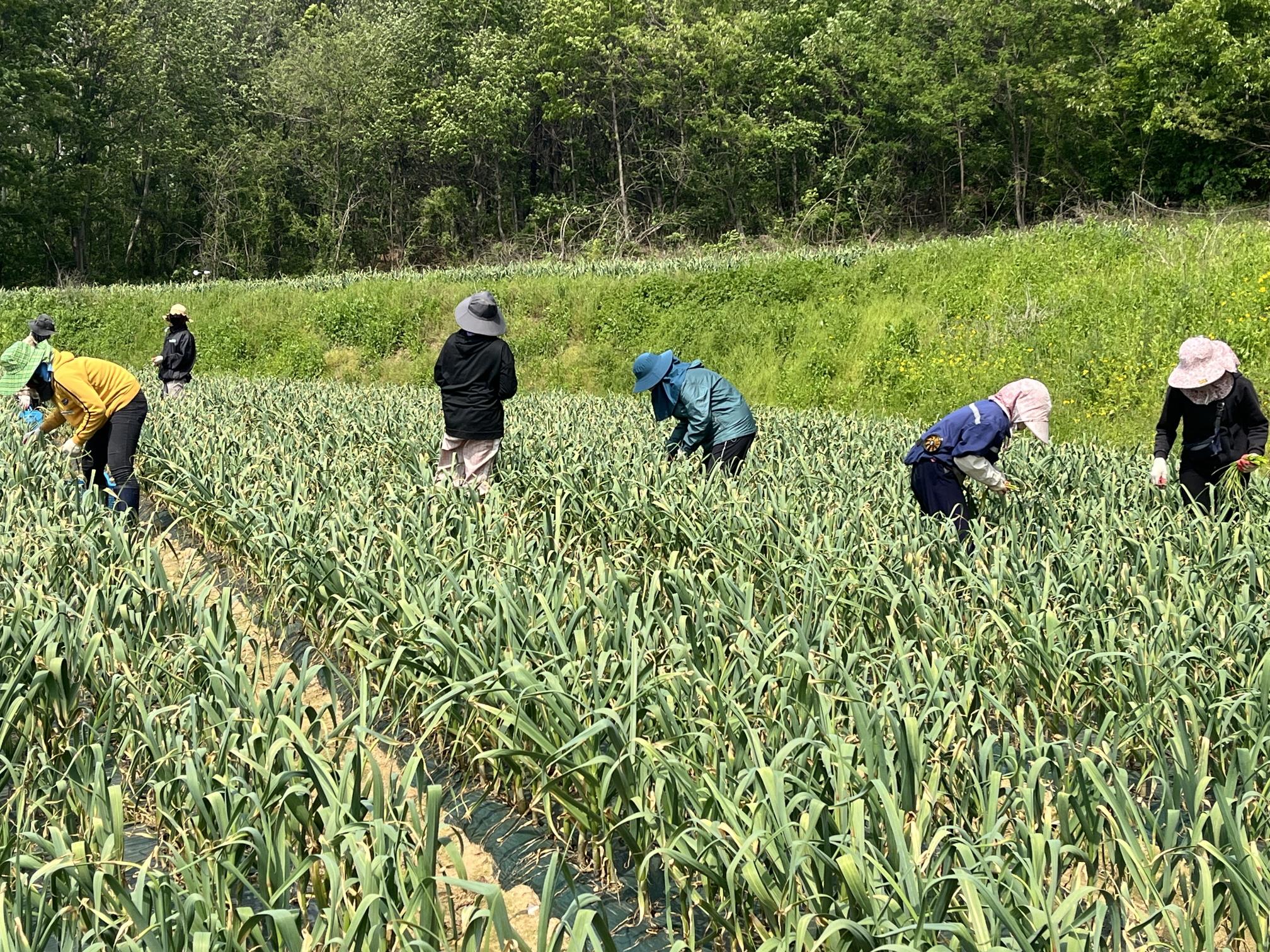 3. 청양군  고품질 마늘 생산을 위한 후기 생육관리 당부