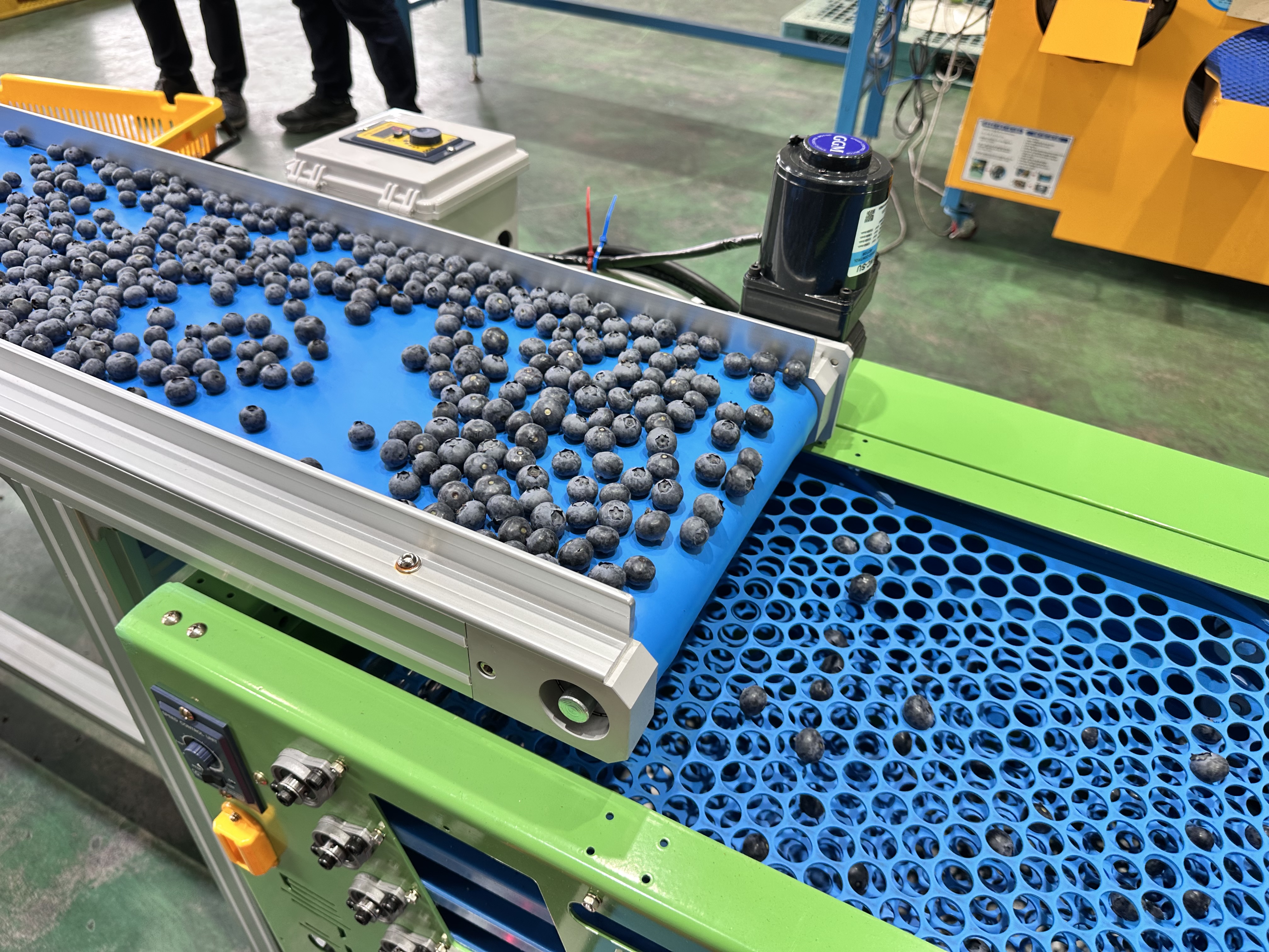 1. 청정 청양에서 자란 명품 블루베리! 공동선별로 믿고 드세요! (2)