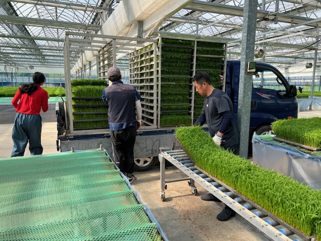 3. 청양군, 기후 위기 뚫고 ‘벼 예비묘’ 공급, 농가 시름 덜어