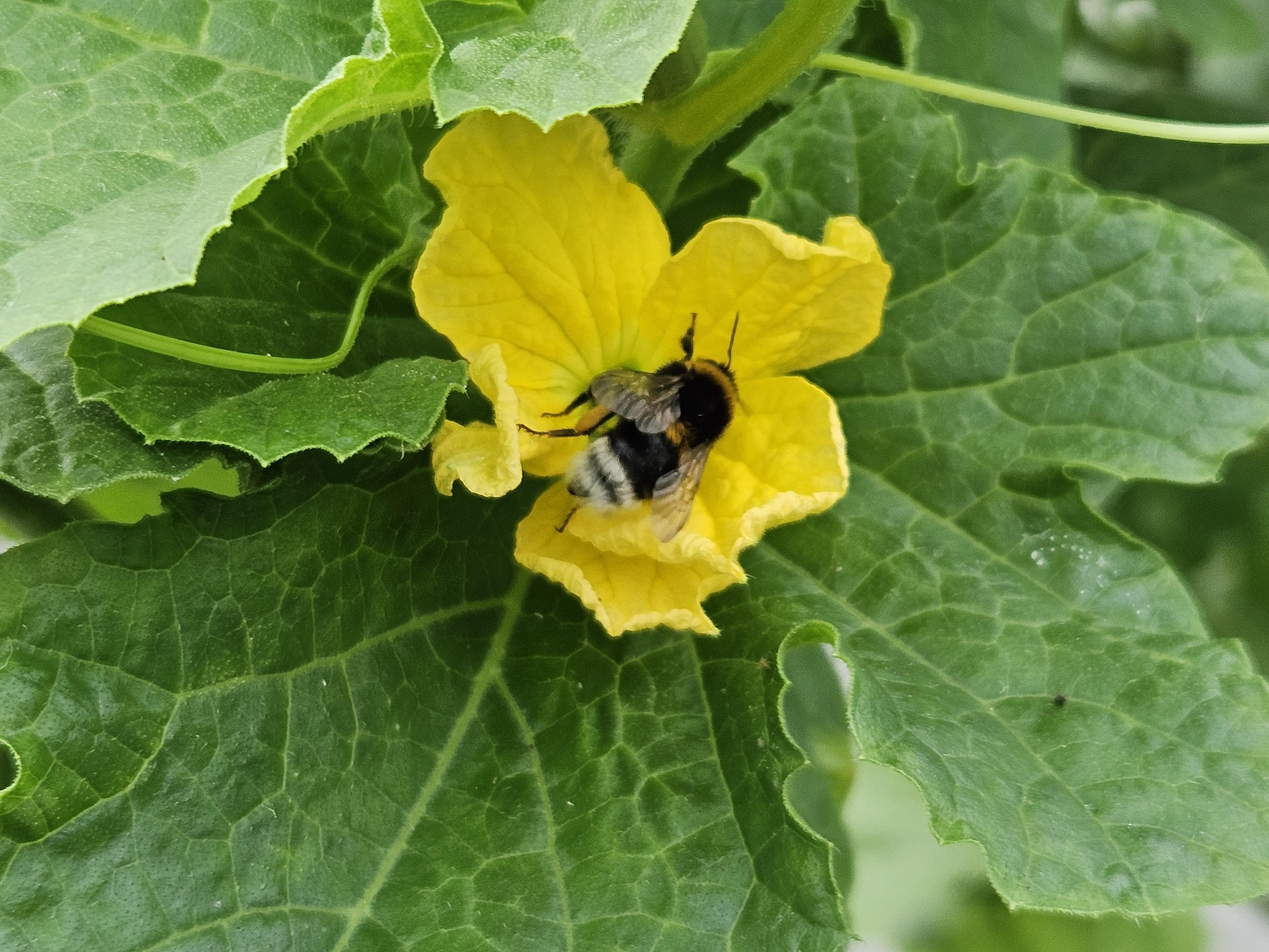 2. 꿀벌 실종, 뒤영벌 나섰다! 청양군 멜론 수정 돌파구 마련 (1)