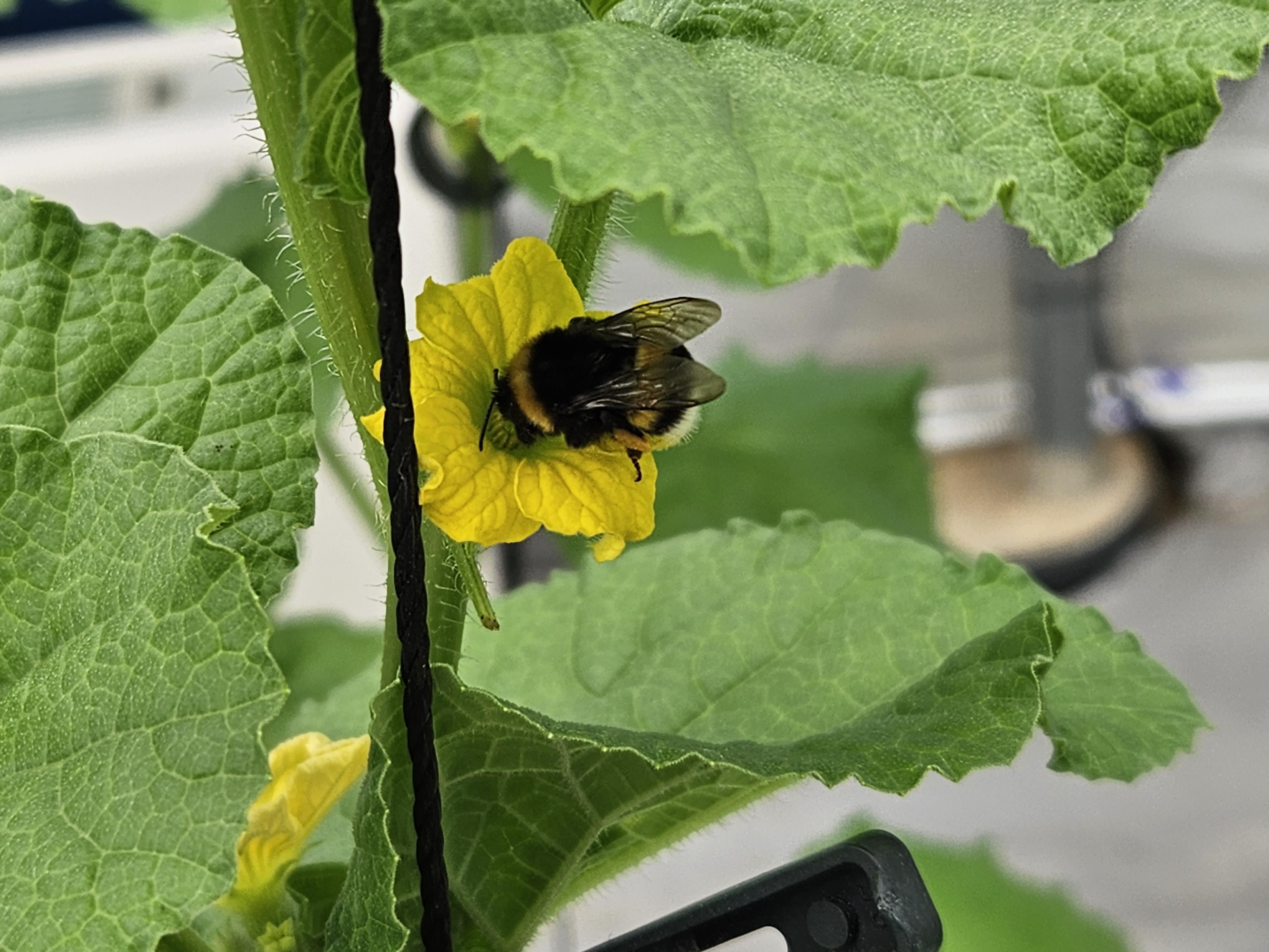 2. 꿀벌 실종, 뒤영벌 나섰다! 청양군 멜론 수정 돌파구 마련 (2)