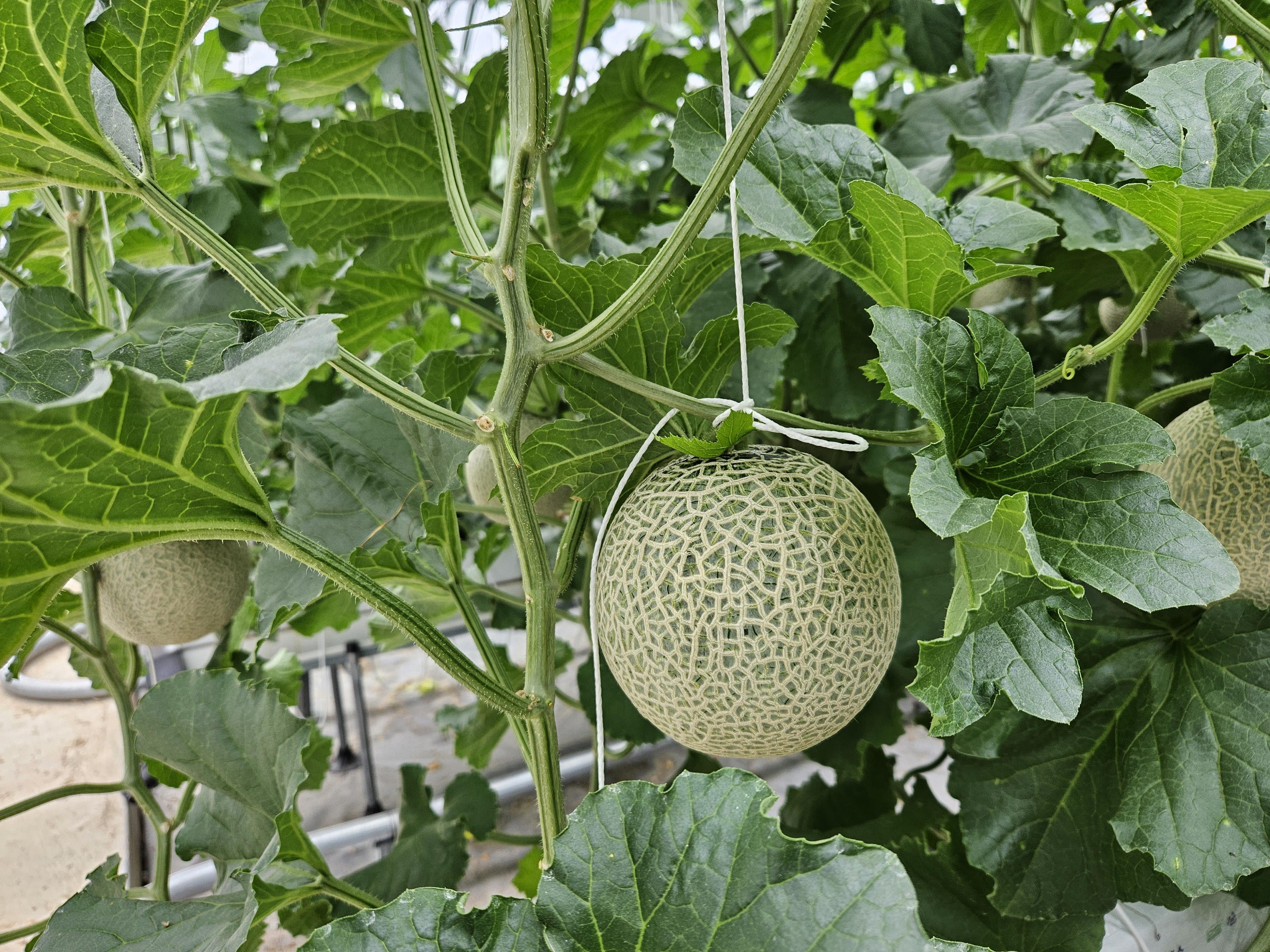 2. 꿀벌 실종, 뒤영벌 나섰다! 청양군 멜론 수정 돌파구 마련 (3)