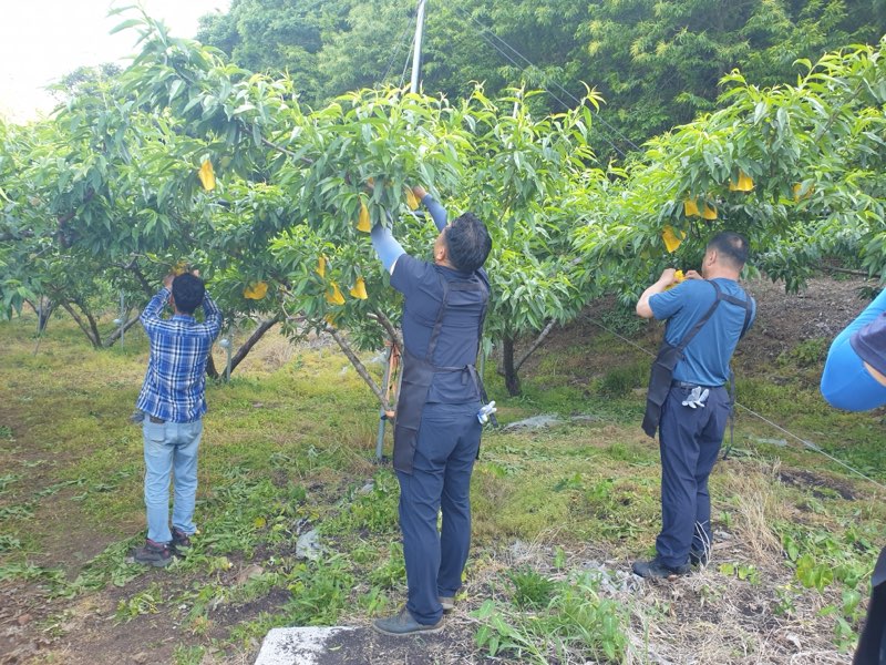 4. 정산면 주민자치회, 복숭아 농가 일손돕기 펼쳐 (2)