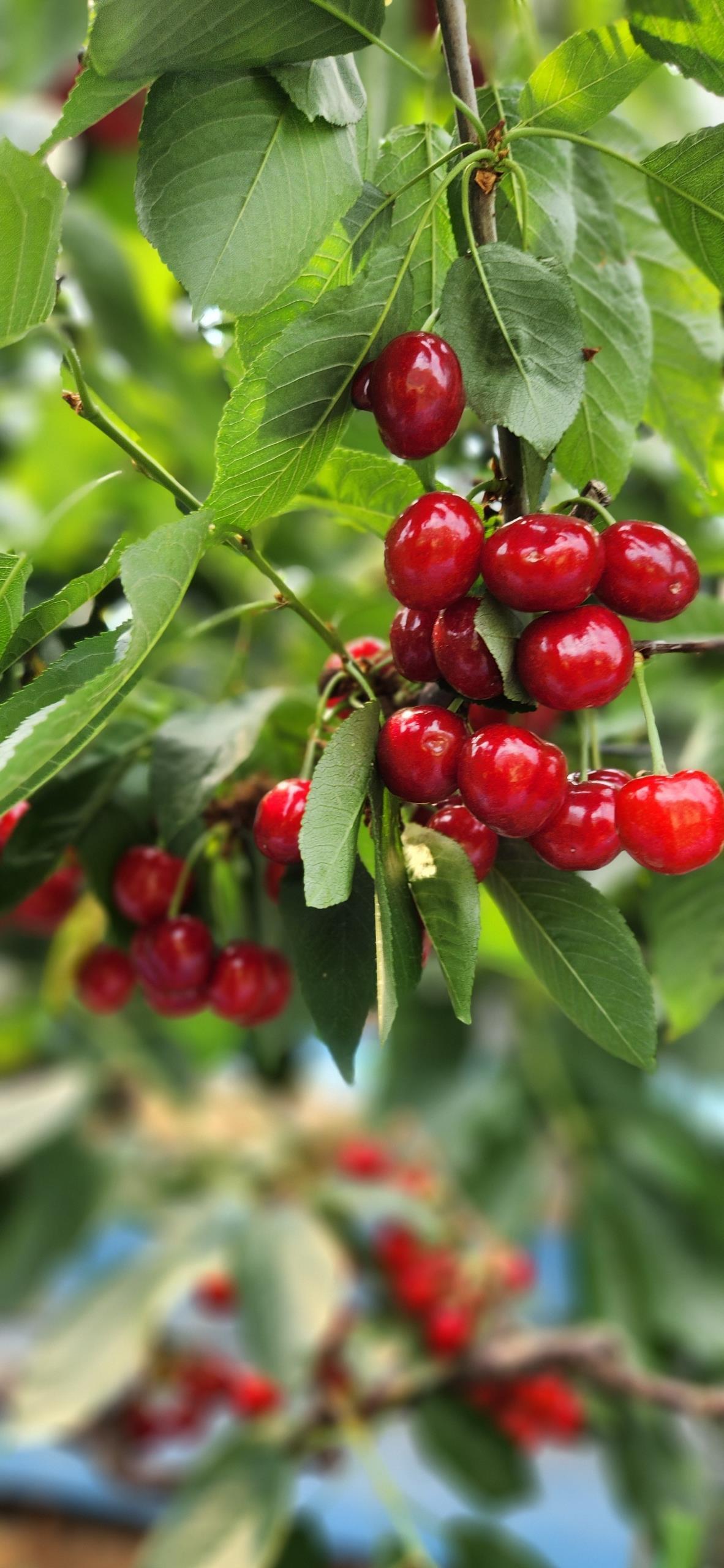 3. 한여름에 만나는 탱글탱글 청양산 체리 (1)