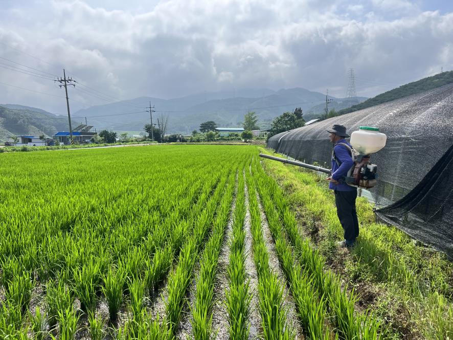 5. 청양군  고품질 쌀 생산 위한 벼 이삭거름 적기 사용 당부