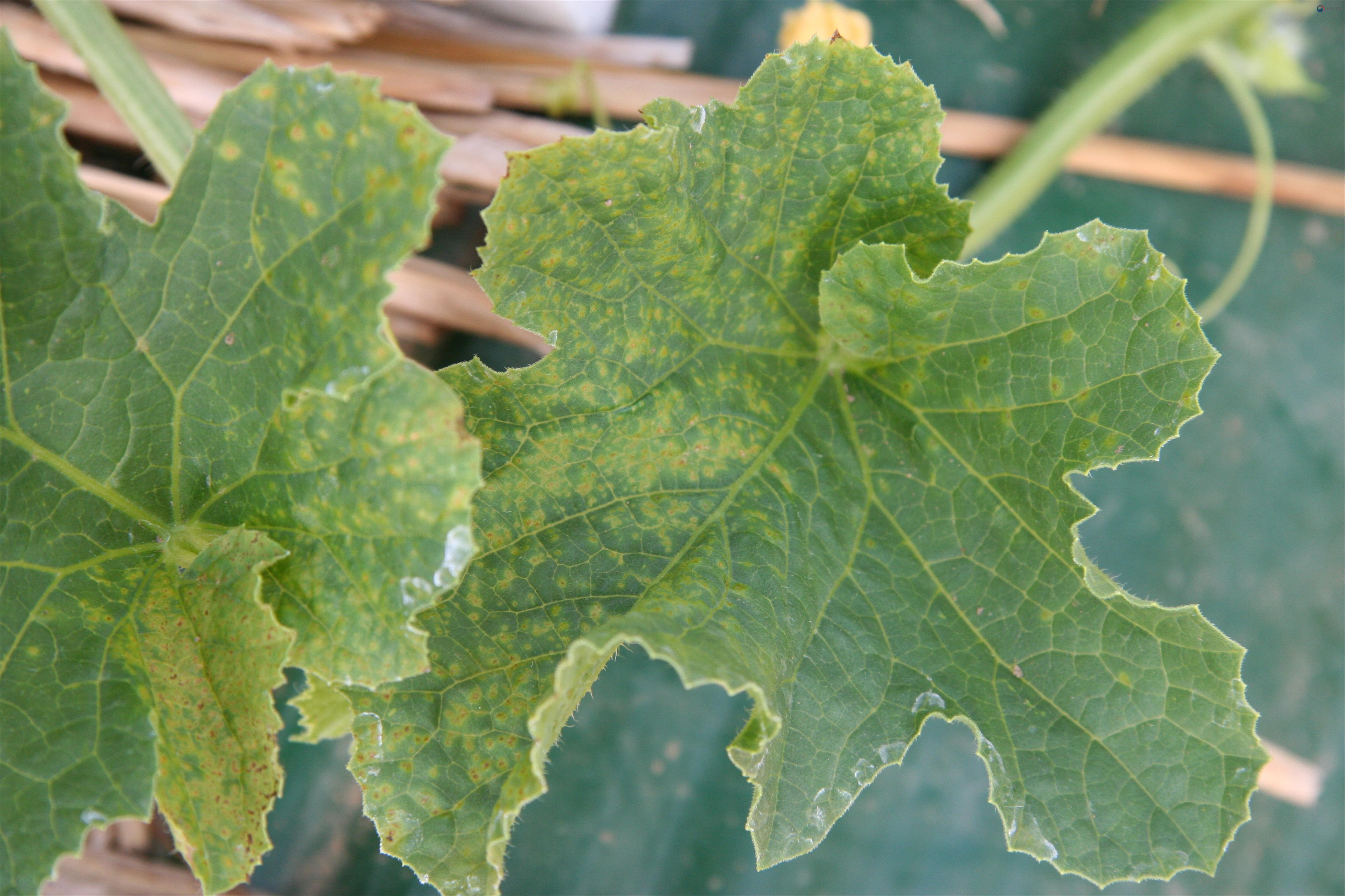 4. 멜론 괴저 반점 바이러스(MNSV) 발생 경보 및 시설채소 바이러스 예방 당부