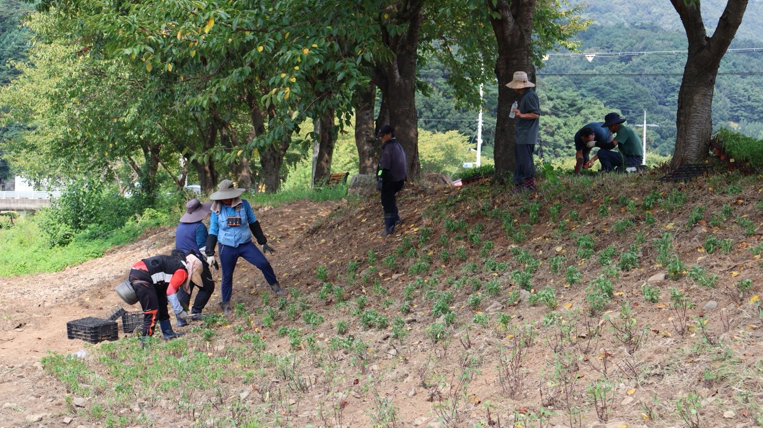 5. 운곡면  구절초 식재해 사계절 꽃피는 신양천변 조성(1-1)