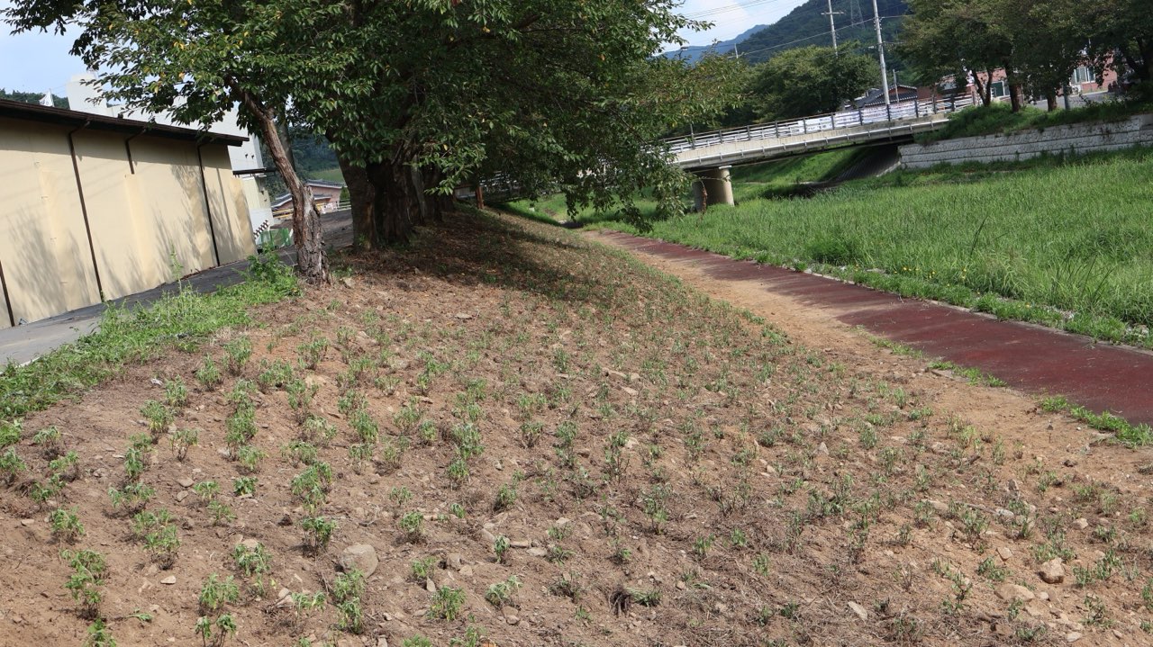 5. 운곡면  구절초 식재해 사계절 꽃피는 신양천변 조성(1-2)