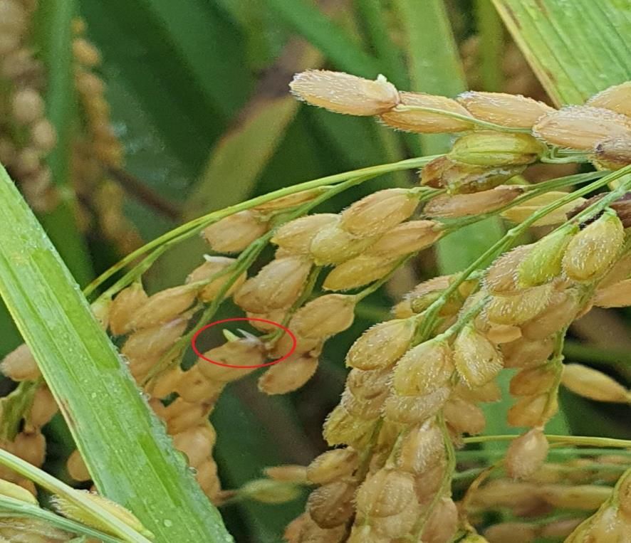 5. 가을철 잦은 비로 벼 ’수발아‘ 증가…자가채종종자 확보로 내년도 농가 준비 당부!