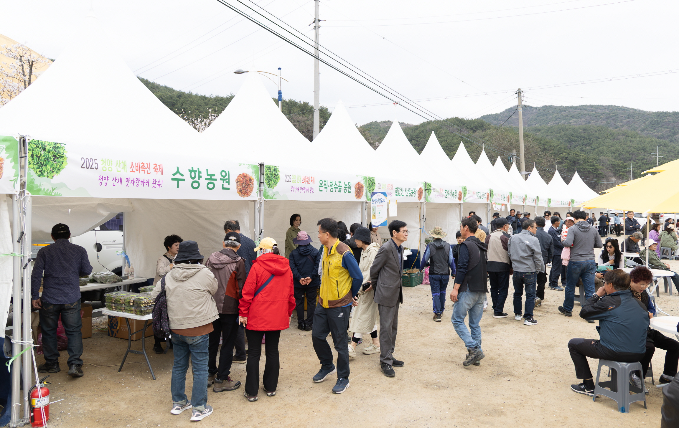2. 청양의 봄, 건강한 ‘청정 산채’가 찾아온다!(1-3)