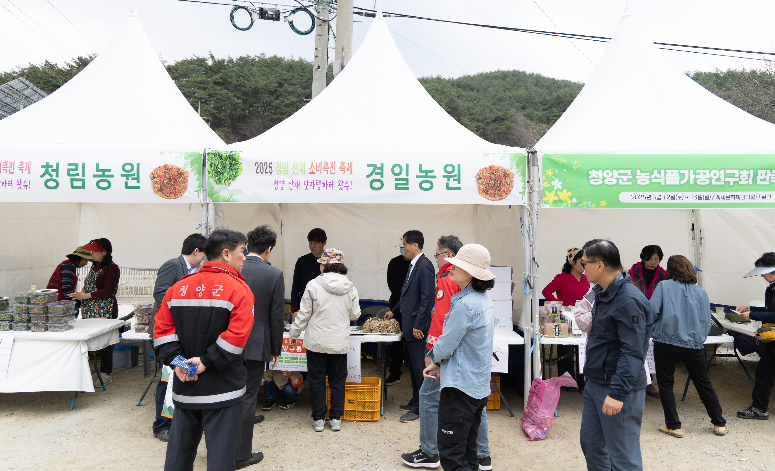 2. 청양의 봄, 건강한 ‘청정 산채’가 찾아온다!(1-2)