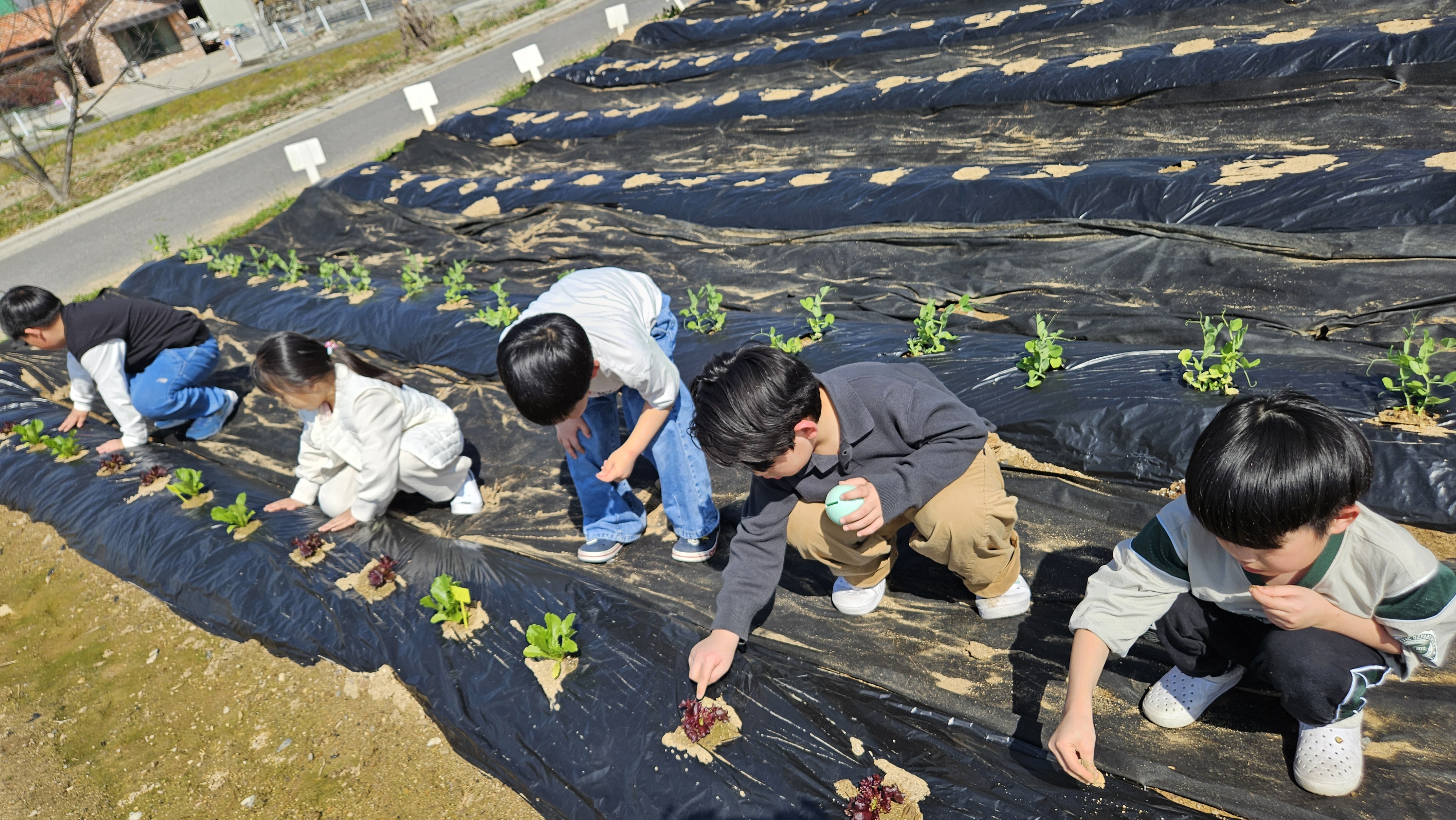 2. 청양군, ‘학교 텃밭’서 피어나는 농심… 늘봄학교 교육 ‘활기’.jpeg