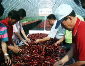 명품청양고추, 또 구매하겠다 90%