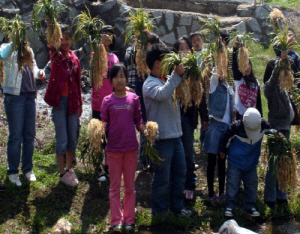 이번 주말, 맥문동 축제로 떠나요