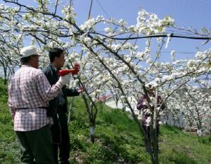 ‘과수 꽃가루은행’ 운영으로 과수산업 경쟁력 향상