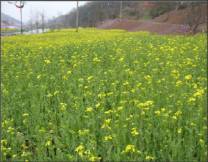 지금, 청양 백세공원은 화사한 봄꽃 경연장