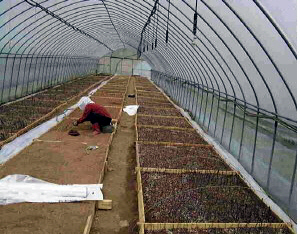 청양 ‘토종 약초’ 새바람 불어