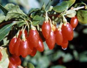 청양구기자 지리적 표시 단체표장등록 완료