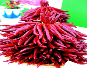 청양에서 세계고추 산업 박람회 열린다