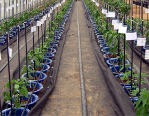 세계고추 한자리에 모인다