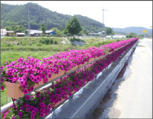 청양 주요 관문 꽃으로 ‘화사’