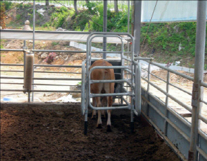 청양군, 한우 자동급이시스템 보급