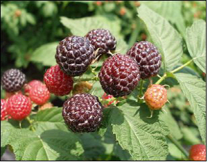 “검은빛 건강과실 복분자로 힘내세요”