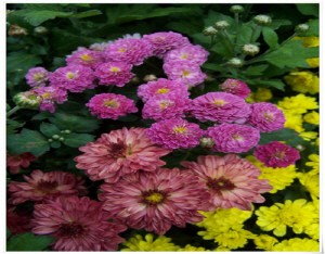 국화향이 어우러진 ‘고운어울림축제’