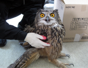 청양군 야산서 수리부엉이 구조