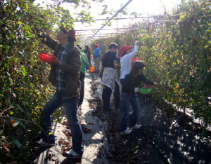 농촌일손돕기 공직자가 나섰다!