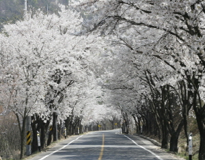 아름다운 벚꽃과 함께 즐기는 농촌체험