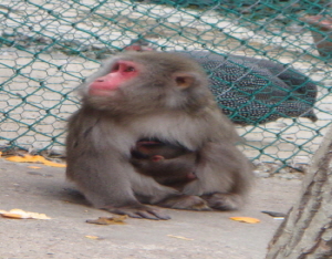 칠갑산자연휴양림, 아기원숭이 탄생