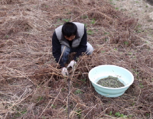 칠갑산 청정고사리 첫 수확