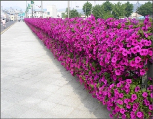 청양 주요 관문 꽃으로 ‘화사’