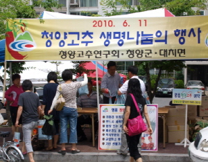 고추화분 무료배부, 명품고추 홍보 톡톡