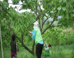 청양, 어려운 농가 일손 지원 나서