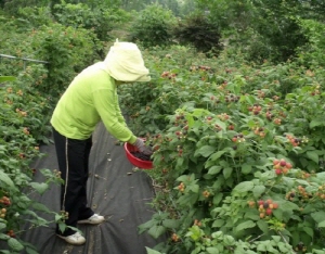 칠갑산 복분자 수확 한창