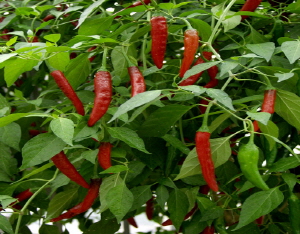 청양고추 먹으면 신명난다?