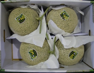 청양, 으뜸과채 멜론 첫 출하