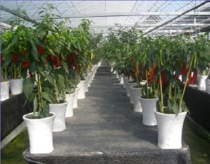 신기한 세계고추가 한자리에 가득