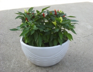 청양고추, 집에서 화초로 키워볼까?