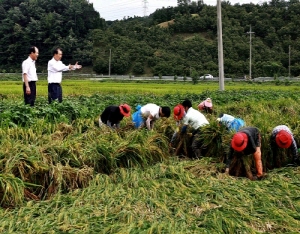 청양군 공무원, 태풍피해 복구 발벗고 나서