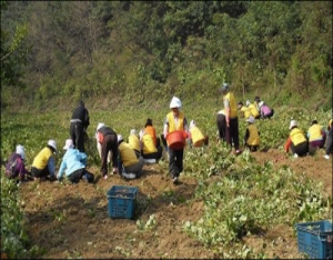 청양 남양면, 휴경농지 고구마 수확으로 사랑나눔