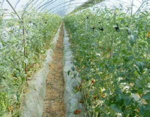 청양농기센터, 겨울철 시설채소 관리 철저 홍보