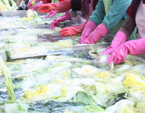 올해 김장은 청양 김장용 친환경 절임배추로