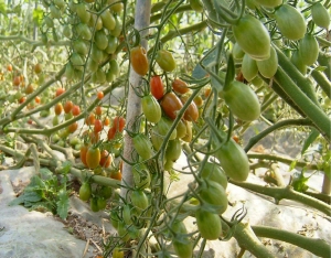 구기자 모양의 아삭한 방울토마토 수확  한창