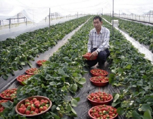 ‘칠갑산 청양 명품딸기’ 본격 출하